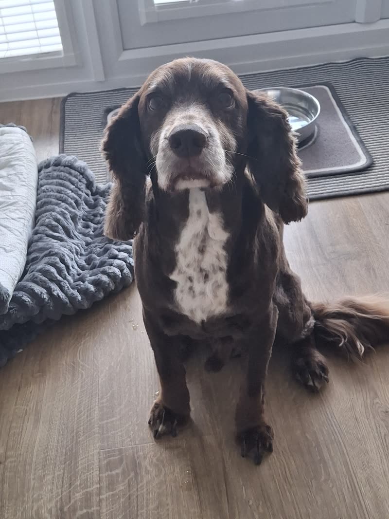 A liver-and-white springer spaniel indoors beside its bed and food bowls, ears freshly tidied