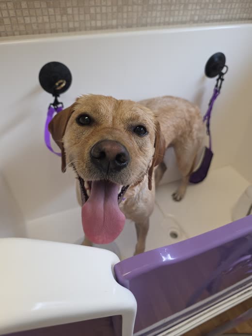 A freshly washed tan terrier standing in the purple grooming bath, secured on the bath leads