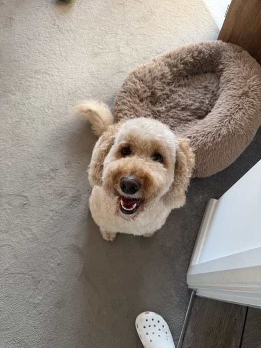 A cream cockapoo with a freshly scissored round face resting in a fluffy donut bed