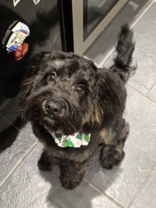 A dark shaggy cockapoo sitting on a tiled floor in a patterned bandana after its groom