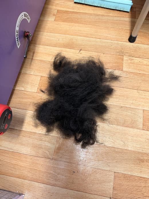 A large pile of clipped black fur swept onto the salon floor after a full clip